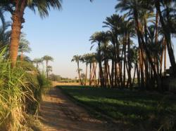 La campagne Thébaine , avec ses palmiers dattiers