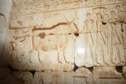 Medinet Habou : l'arrivée d'un boeuf gras