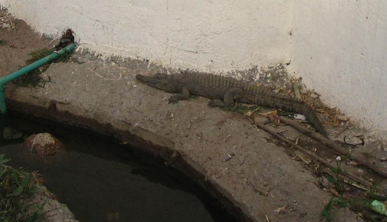 Sobek, le dieu crocodile.