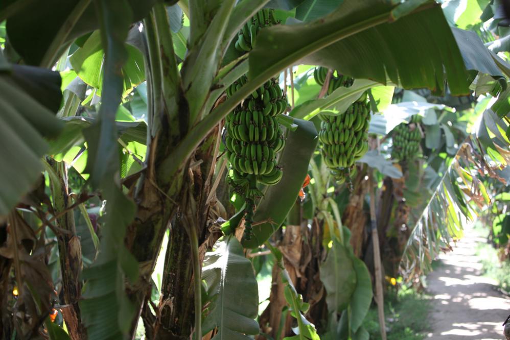 Regime de bananes.