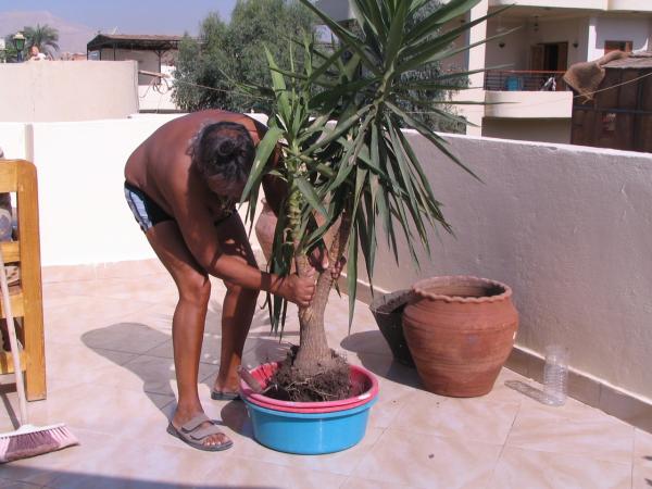 Pounet le jardinier de Louxor